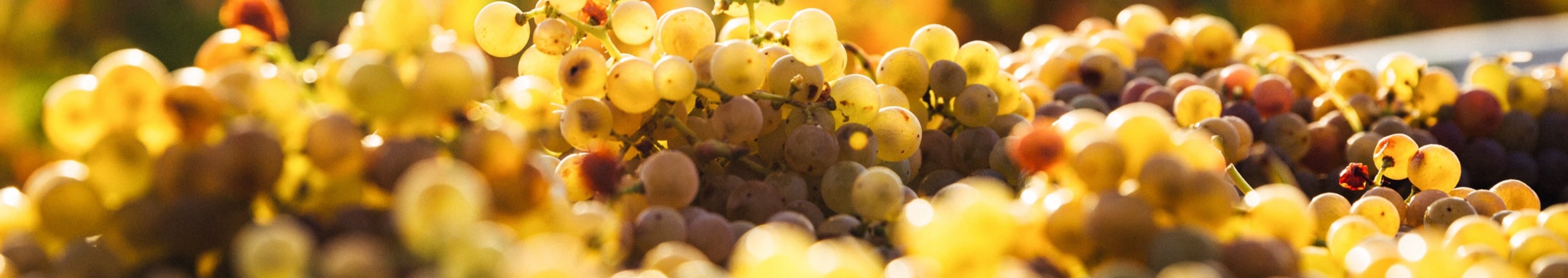 White wines are produced using pale-skinned grape varietals with very little exposure to their skins during vinification. In fact, most skins are separated from the juice right before fermentation begins.